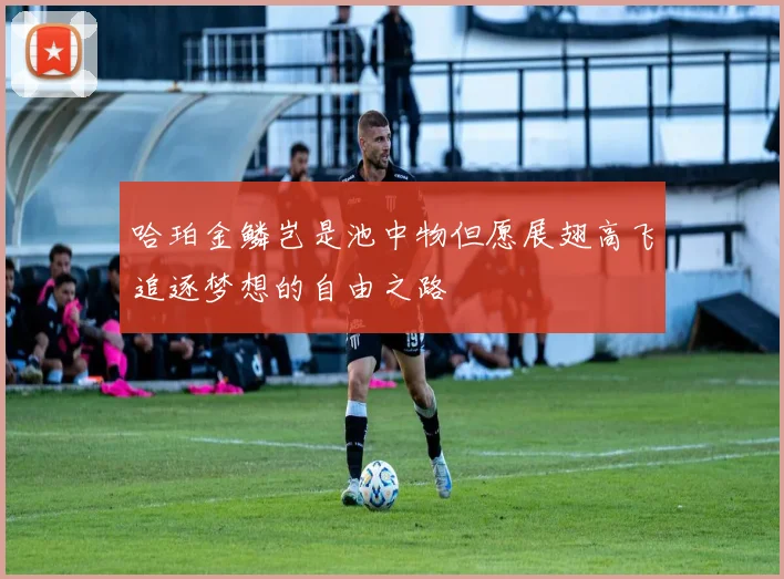 哈珀金鳞岂是池中物但愿展翅高飞追逐梦想的自由之路